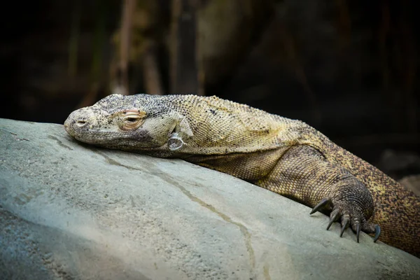 Ritratto Dell Iguana Natura — Foto Stock