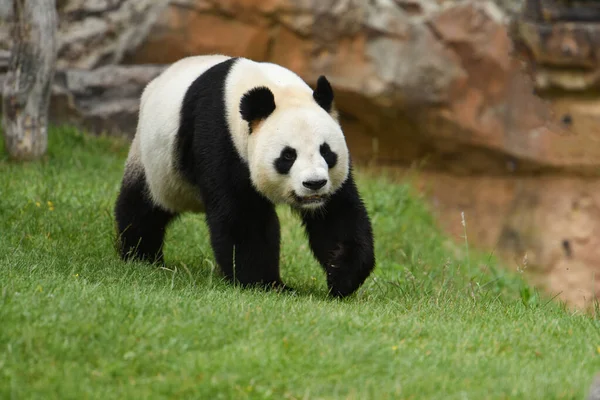 Gyönyörű Panda Természeti Táj — Stock Fotó