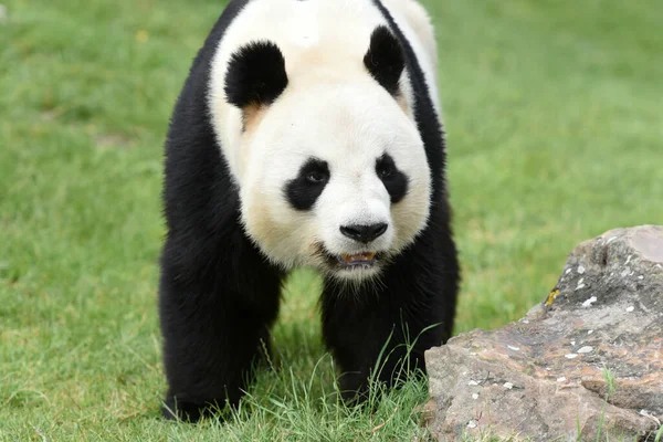 Mooie Panda Een Natuurlijk Landschap — Stockfoto