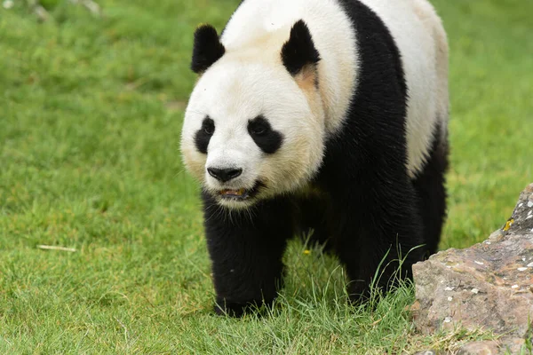 Gyönyörű Panda Természeti Táj — Stock Fotó