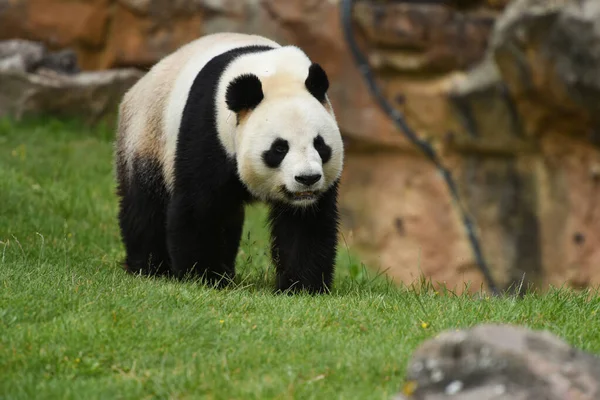 Gyönyörű Panda Természeti Táj — Stock Fotó