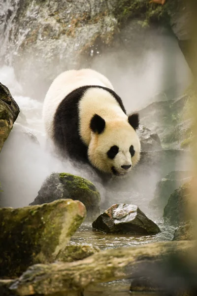 Красива Панда Природному Пейзажі — стокове фото