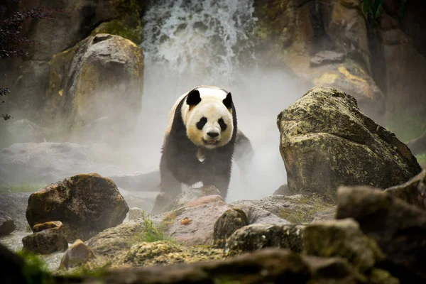 Piękna Panda Naturalnym Krajobrazie — Zdjęcie stockowe