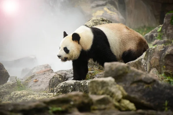 Gyönyörű Panda Természeti Táj — Stock Fotó