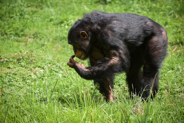 フランスの動物園にいるチンパンジーは — ストック写真