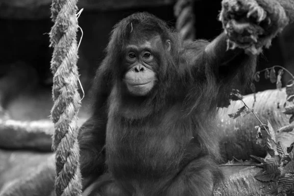 Retrato Orangután Parque — Foto de Stock