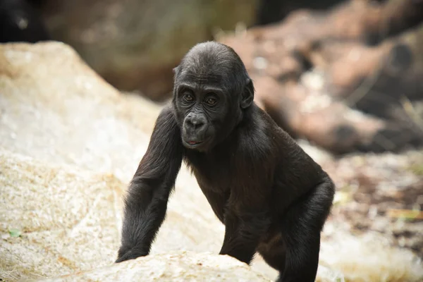 Ravissant Bébé Gorille Dans Parc — Photo