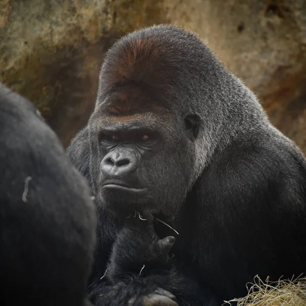 Belo Retrato Gorila Parque — Fotografia de Stock