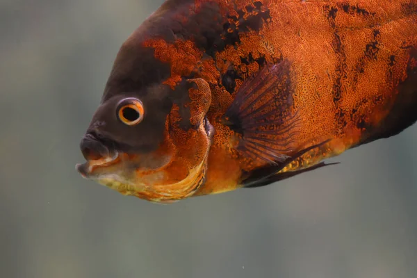 Parktaki Güzel Portakal Balığı — Stok fotoğraf