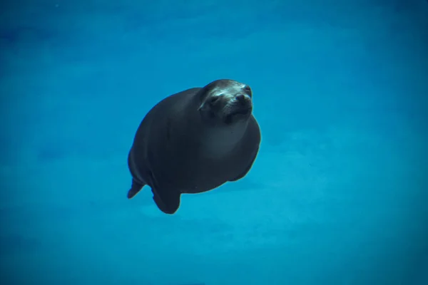 Denizde Yüzen Güzel Deniz Aslanı — Stok fotoğraf