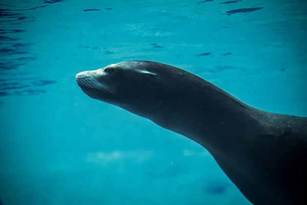 beautiful sea lion swimming in th sea