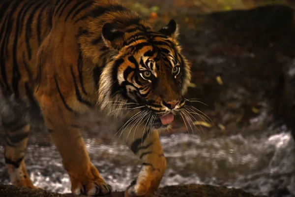 Tigre Agradável Uma Paisagem Florestal — Fotografia de Stock