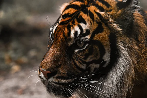 Szép Tigris Egy Erdős Tájon — Stock Fotó