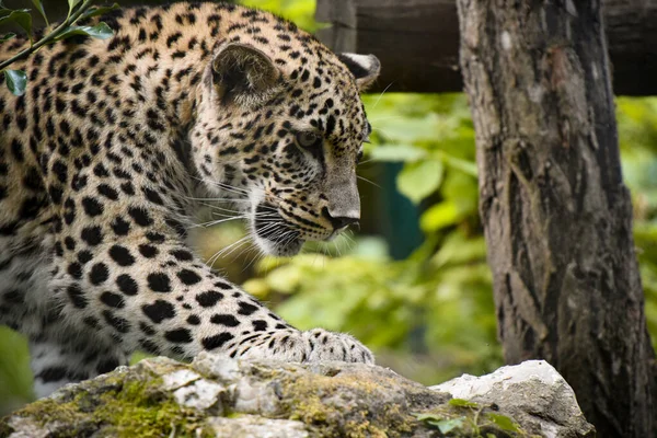 Beautiful Portrait Persian Panther — Stock Photo, Image