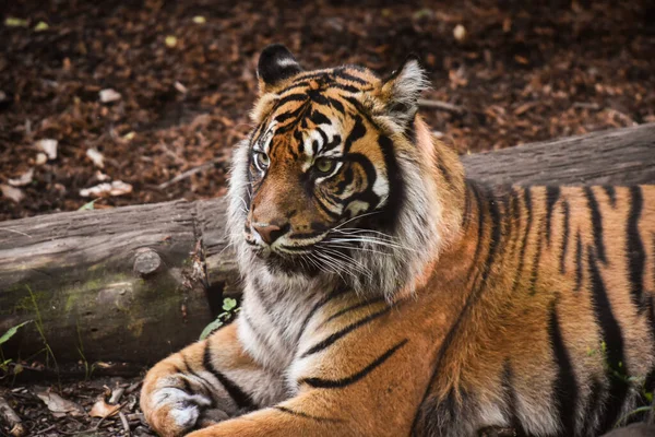 Szép Tigris Egy Erdős Tájon — Stock Fotó