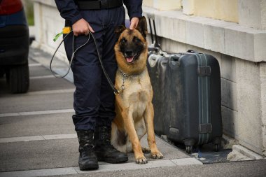 Polis köpeği köpek eğitmeniyle alıştırma yapıyor.