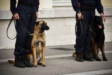 Polis köpeği köpek eğitmeniyle alıştırma yapıyor.