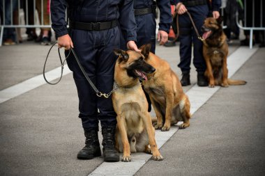 Polis köpeği köpek eğitmeniyle alıştırma yapıyor.