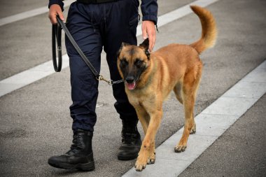 Polis köpeği köpek eğitmeniyle alıştırma yapıyor.