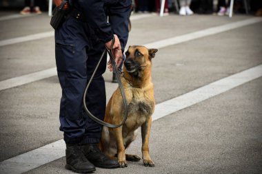 Polis köpeği köpek eğitmeniyle alıştırma yapıyor.