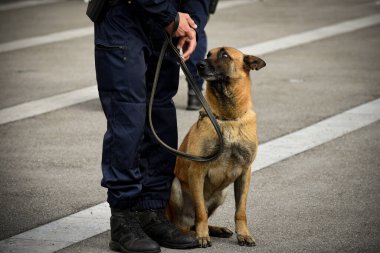 Polis köpeği köpek eğitmeniyle alıştırma yapıyor.
