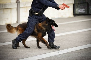 Polis köpeği köpek eğitmeniyle alıştırma yapıyor.