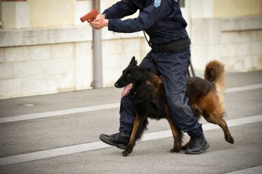 Polis köpeği köpek eğitmeniyle alıştırma yapıyor.