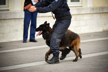 Polis köpeği köpek eğitmeniyle alıştırma yapıyor.