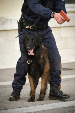 Polis köpeği köpek eğitmeniyle alıştırma yapıyor.