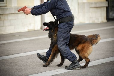 Polis köpeği köpek eğitmeniyle alıştırma yapıyor.