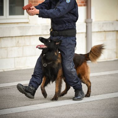 Polis köpeği köpek eğitmeniyle alıştırma yapıyor.