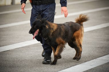 Polis köpeği köpek eğitmeniyle alıştırma yapıyor.