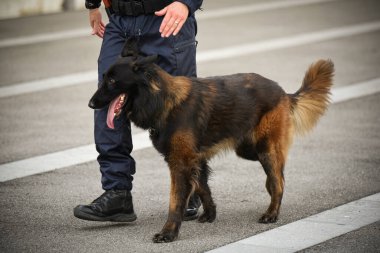 Polis köpeği köpek eğitmeniyle alıştırma yapıyor.