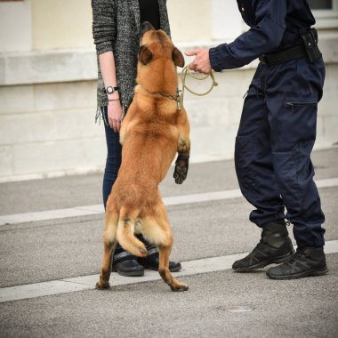 Polis köpeği köpek eğitmeniyle alıştırma yapıyor.