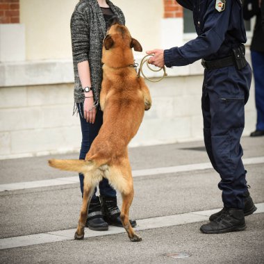 Polis köpeği köpek eğitmeniyle alıştırma yapıyor.