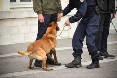 Polis köpeği köpek eğitmeniyle alıştırma yapıyor.