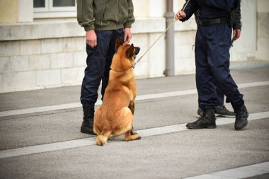 Polis köpeği köpek eğitmeniyle alıştırma yapıyor.