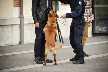 Polis köpeği köpek eğitmeniyle alıştırma yapıyor.
