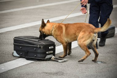 Polis köpeği köpek eğitmeniyle alıştırma yapıyor.