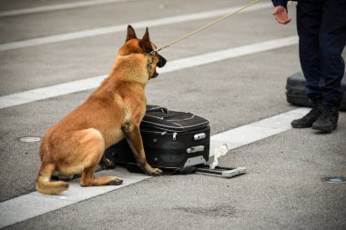 Polis köpeği köpek eğitmeniyle alıştırma yapıyor.