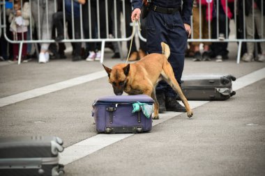 Polis köpeği köpek eğitmeniyle alıştırma yapıyor.