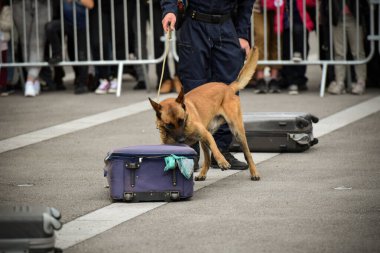Polis köpeği köpek eğitmeniyle alıştırma yapıyor.