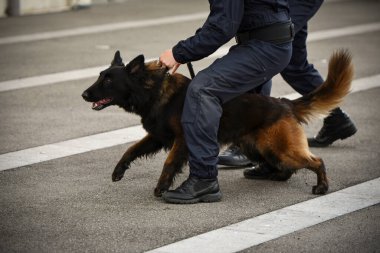 Polis köpeği köpek eğitmeniyle alıştırma yapıyor.