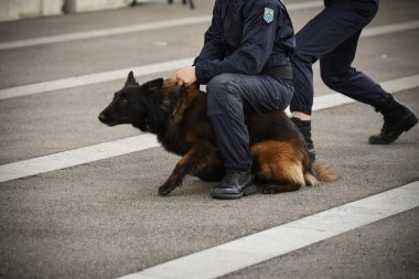 Polis köpeği köpek eğitmeniyle alıştırma yapıyor.