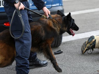 Polis köpeği köpek eğitmeniyle alıştırma yapıyor.