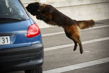 Polis köpeği köpek eğitmeniyle alıştırma yapıyor.