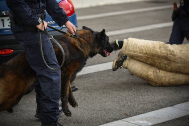 Polis köpeği köpek eğitmeniyle alıştırma yapıyor.