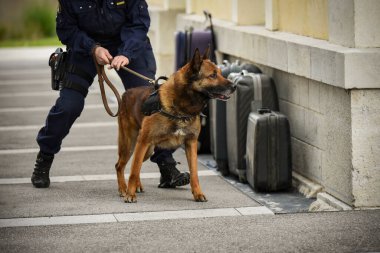 Polis köpeği köpek eğitmeniyle alıştırma yapıyor.