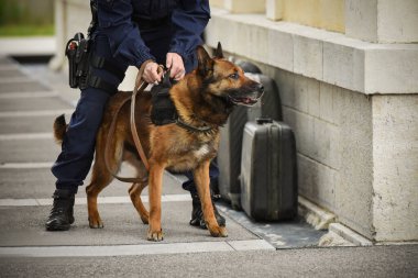 Polis köpeği köpek eğitmeniyle alıştırma yapıyor.