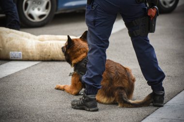 Polis köpeği köpek eğitmeniyle alıştırma yapıyor.